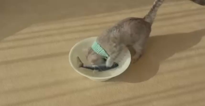 Pez Saltarín Interactivo para Gatos