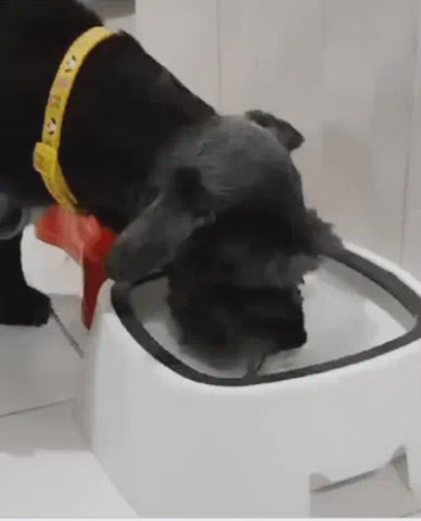 Bebedero Antisplash para Mascotas